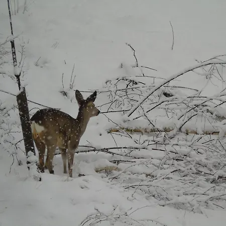 Lägenhet Villa-bajka